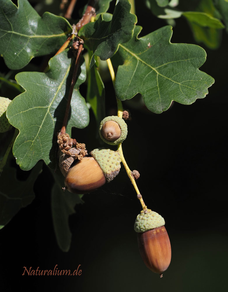 Stiel-Eiche, Quercus robur