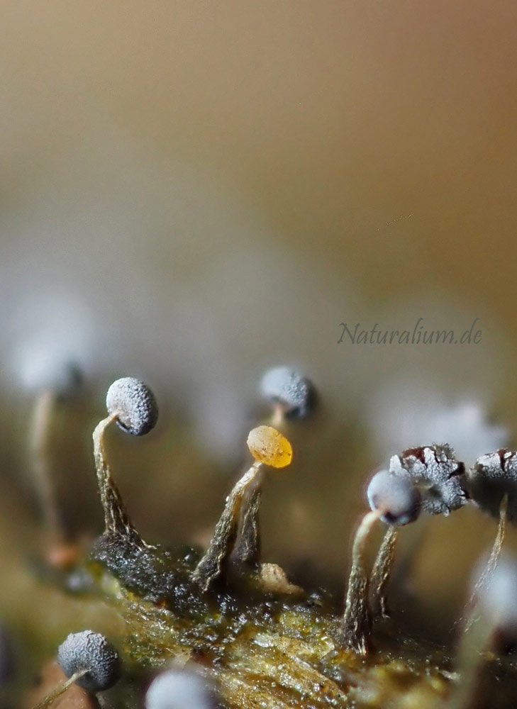 Schleimpilze, Myxomycota
