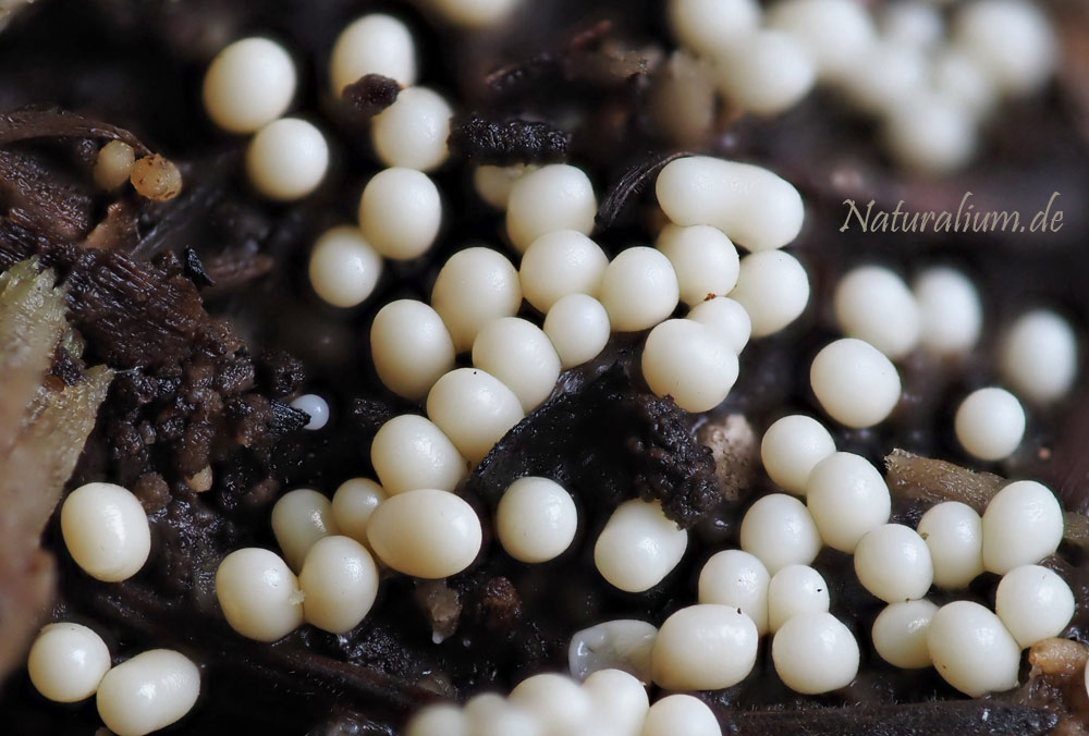 Schleimpilze, Myxomycota