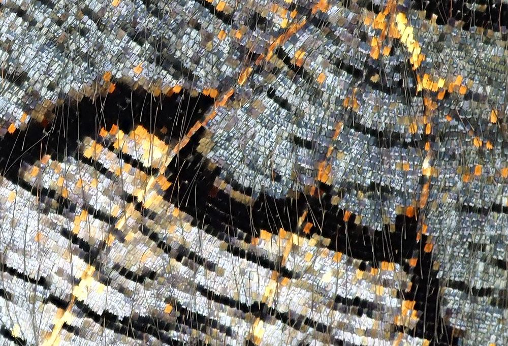 Tagpfauenauge Schuppen Flügelunterseite