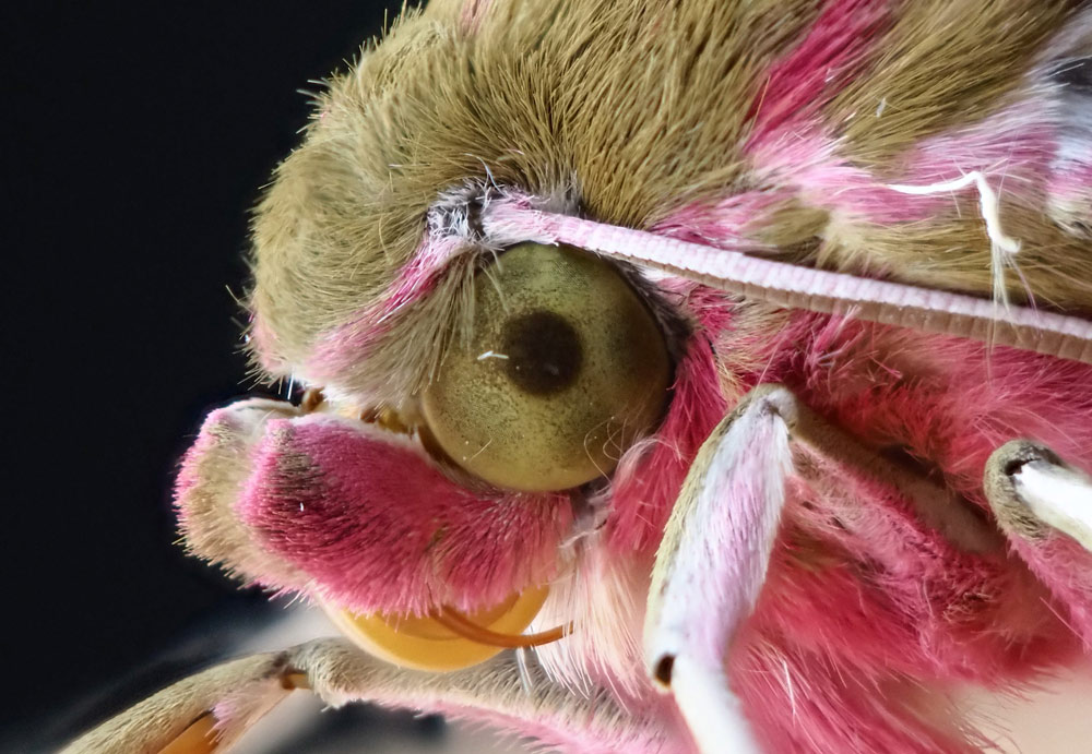 Mittlere Weinschwärmer (Deilephila elpenor) Auge