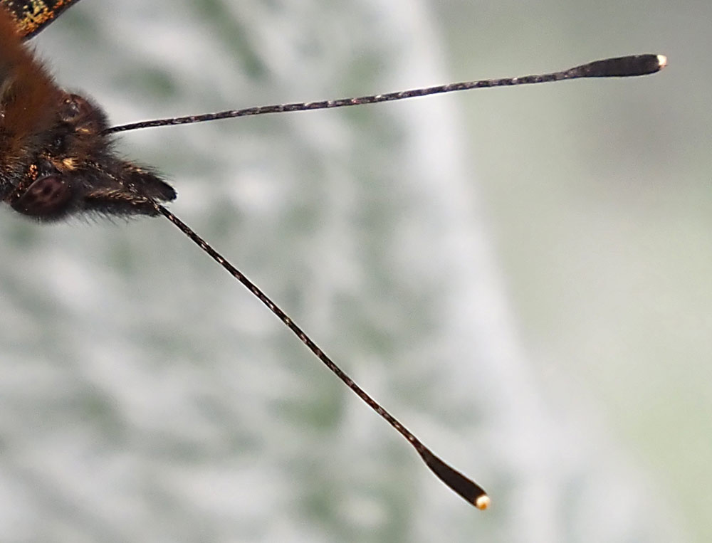 Tagpfauenauge (Aglais io) Antennen