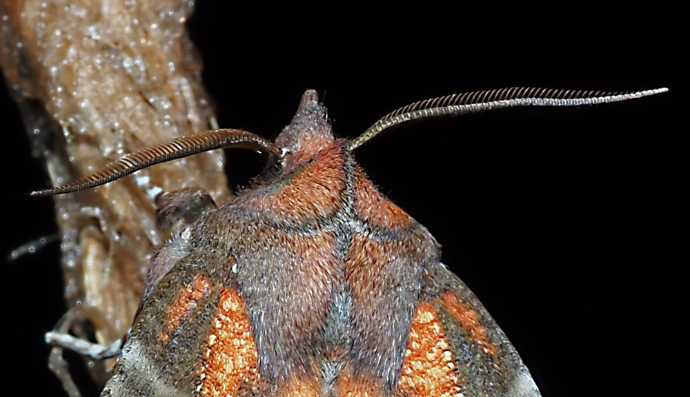 Zackeneule (Scoliopteryx libatrix) Antennen