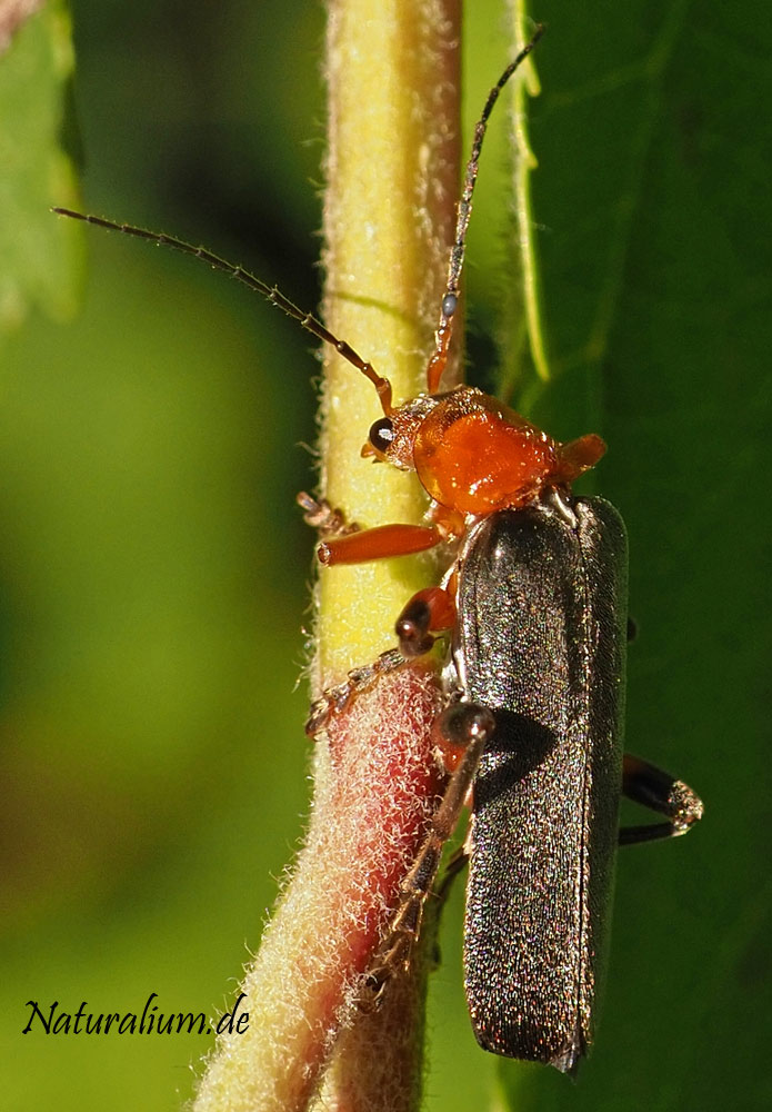 Variabler Weichkäfer, Cantharis livida