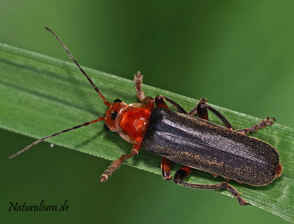 Variabler Weichkäfer, Cantharis livida
