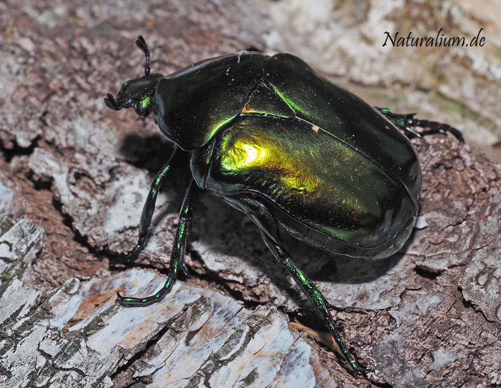 Großer Rosenkäfer, Protaetia speciosissima