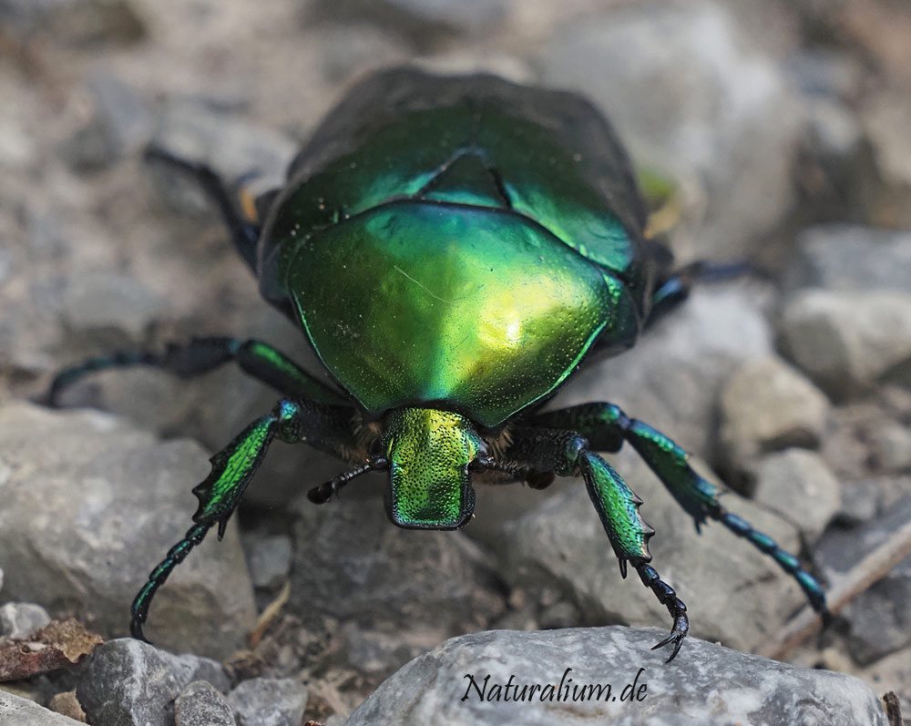 Großer Rosenkäfer, Protaetia speciosissima