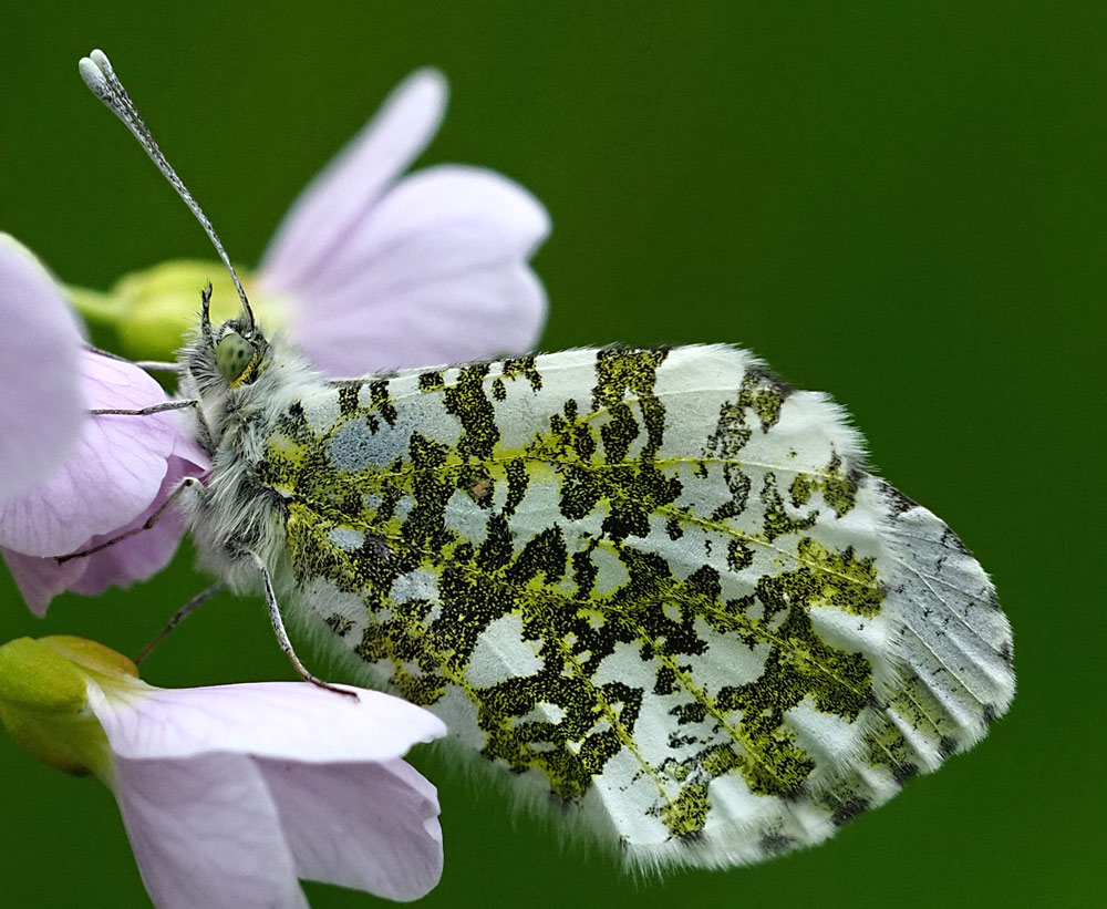 Schmetterlinge Naturalium.de