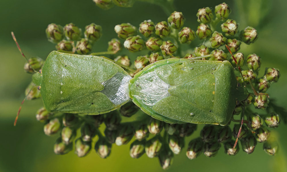 Grüne Reiswanze, Nezara viridula Grüne Reiswanze, Nezara viridula