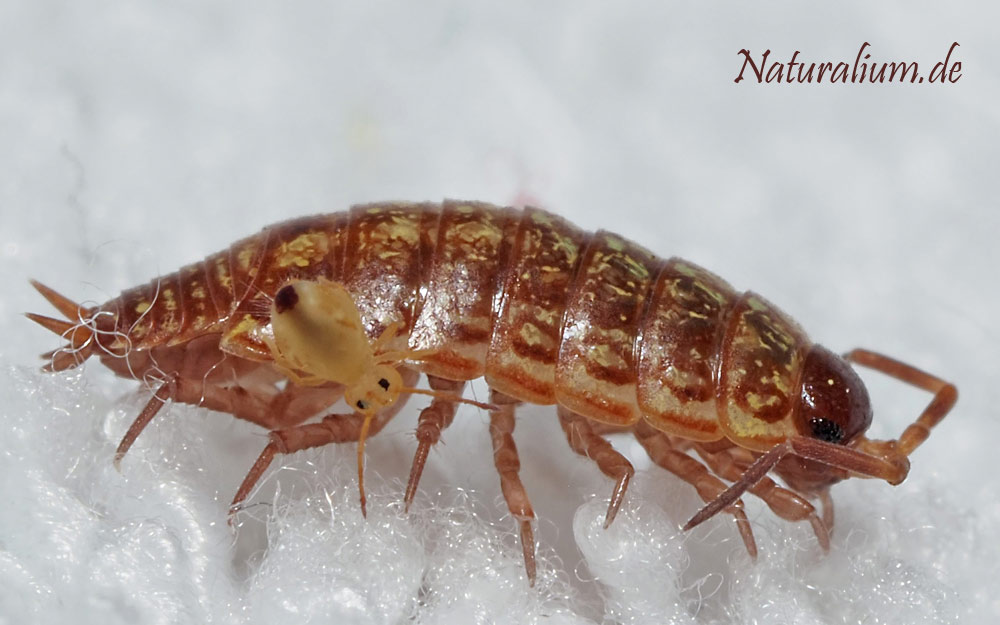 Gestreifte Moosassel, Philoscia muscorum