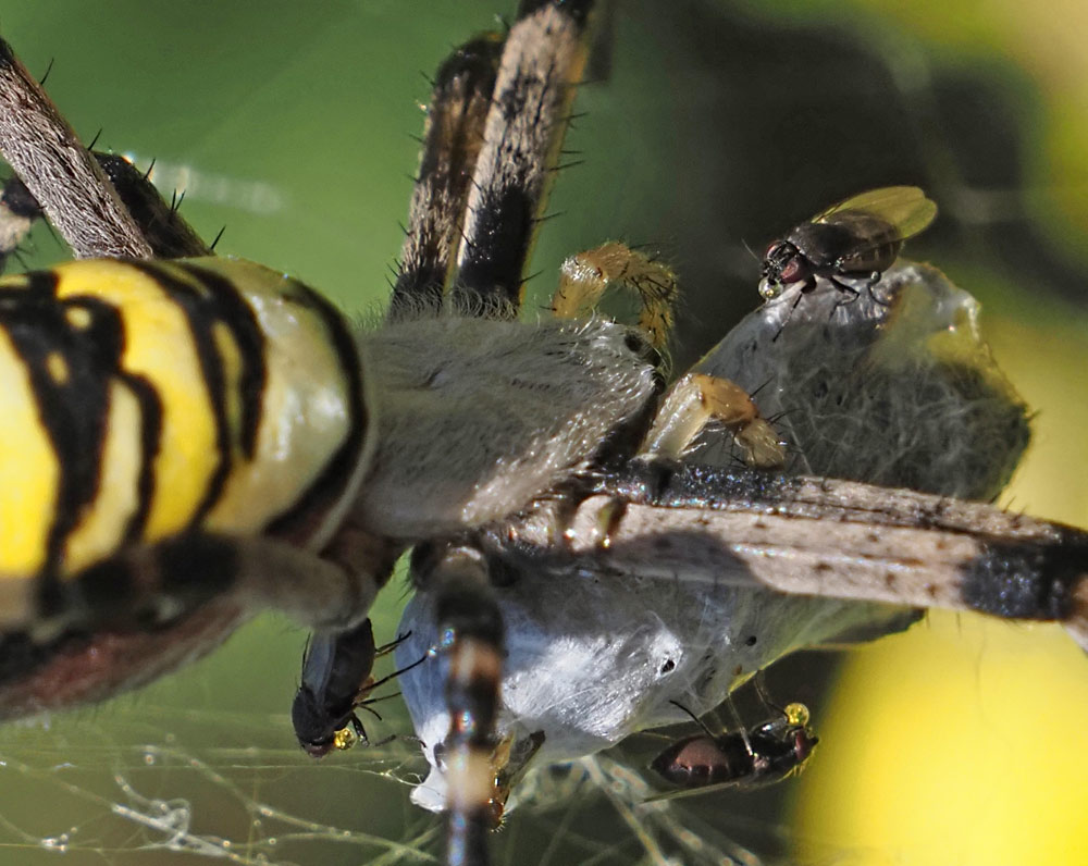 Wespenspinne, Argiope bruennichi mit Beute