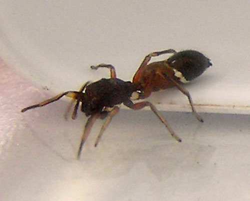 Großer Ameisenspringer, Leptorchestes berolinensis