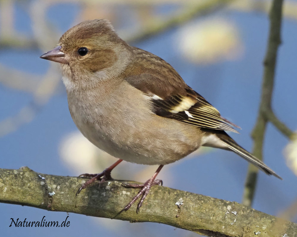 Buchfink, Fringilla coelebs Buchfink, Fringilla coelebs