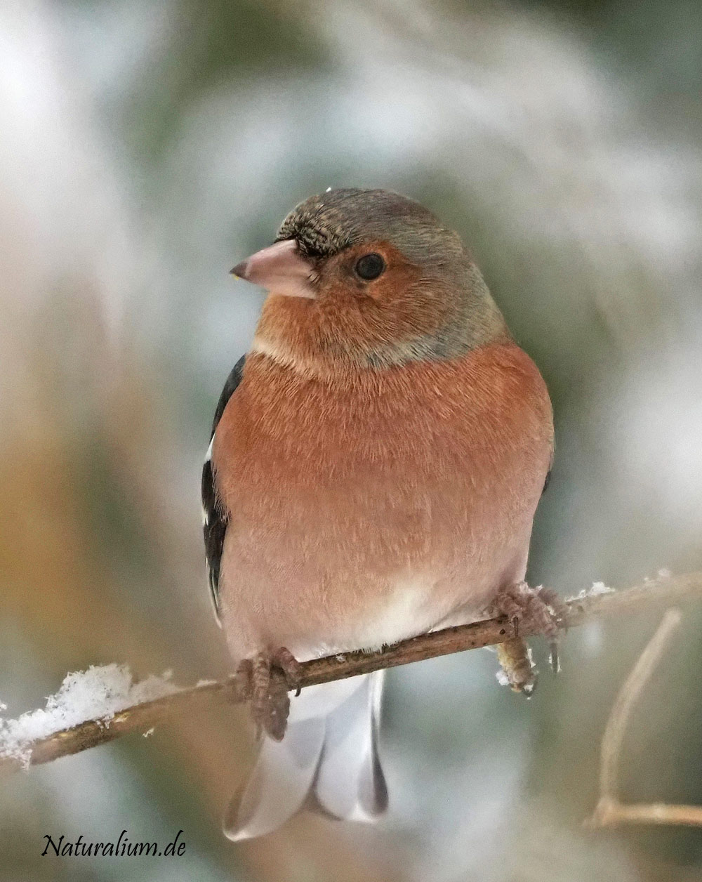 Buchfink, Fringilla coelebs Buchfink, Fringilla coelebs