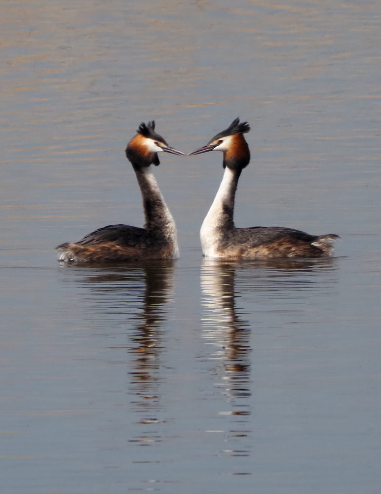 Haubentaucher, Podiceps cristatus