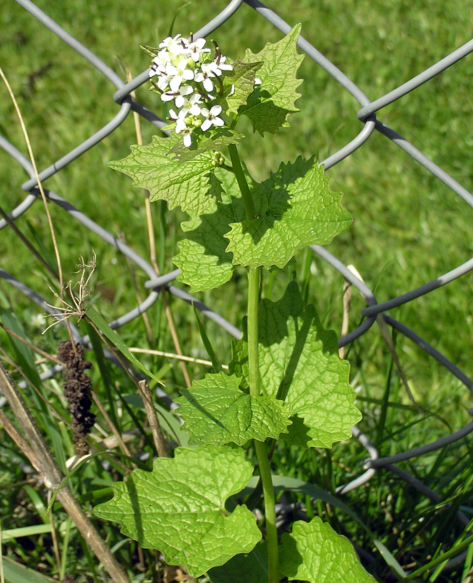 Knoblauchsrauke, Alliaria petiolata