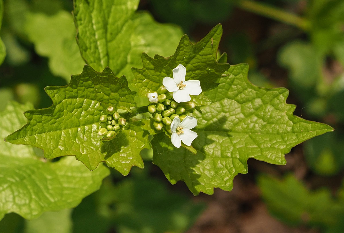 Knoblauchsrauke, Alliaria petiolata