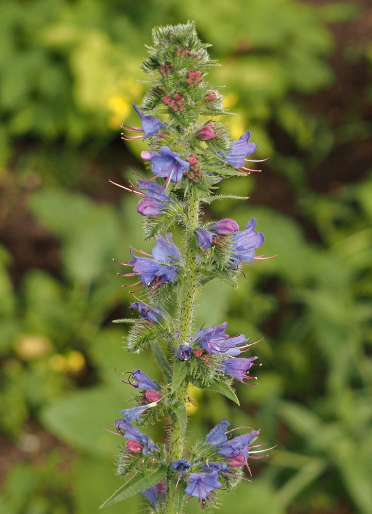 Gewöhnlicher Natternkopf, Echinum vulgare