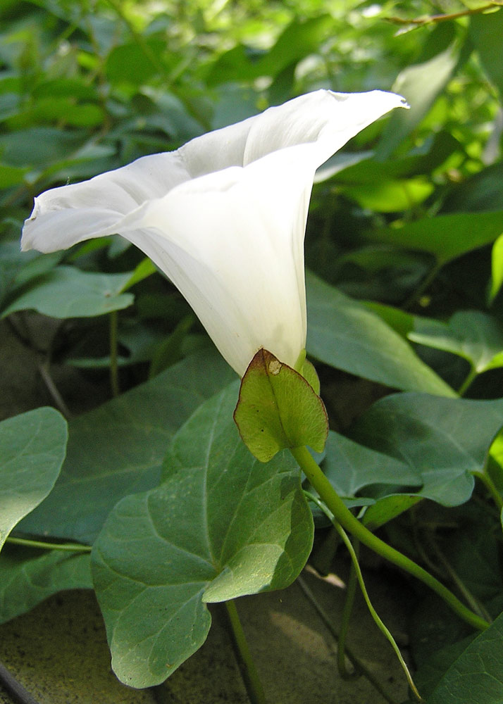 Gemeine Zaunwinde, Calystegia sepium