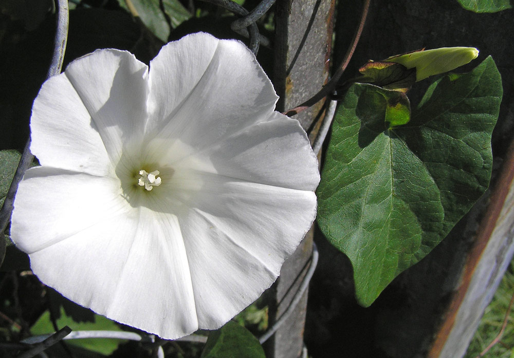 Gemeine Zaunwinde, Calystegia sepium