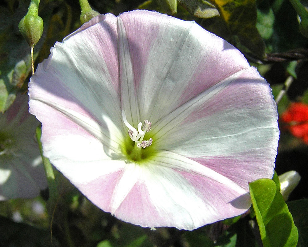 Ackerwinde, Convolvulus arvensis