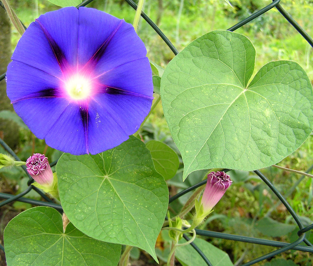 Prunkwinde, Ipomoea tricolor
