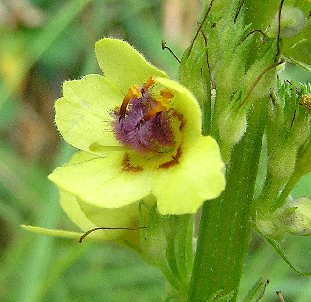 Schwarze Königskerze, Verbascum nigrum