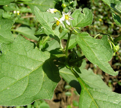 Schwarzer Nachtschatten, Solanum nigrum