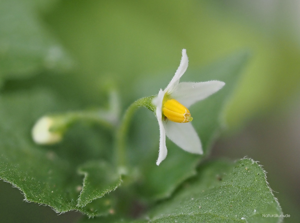 Schwarzer Nachtschatten, Solanum nigrum