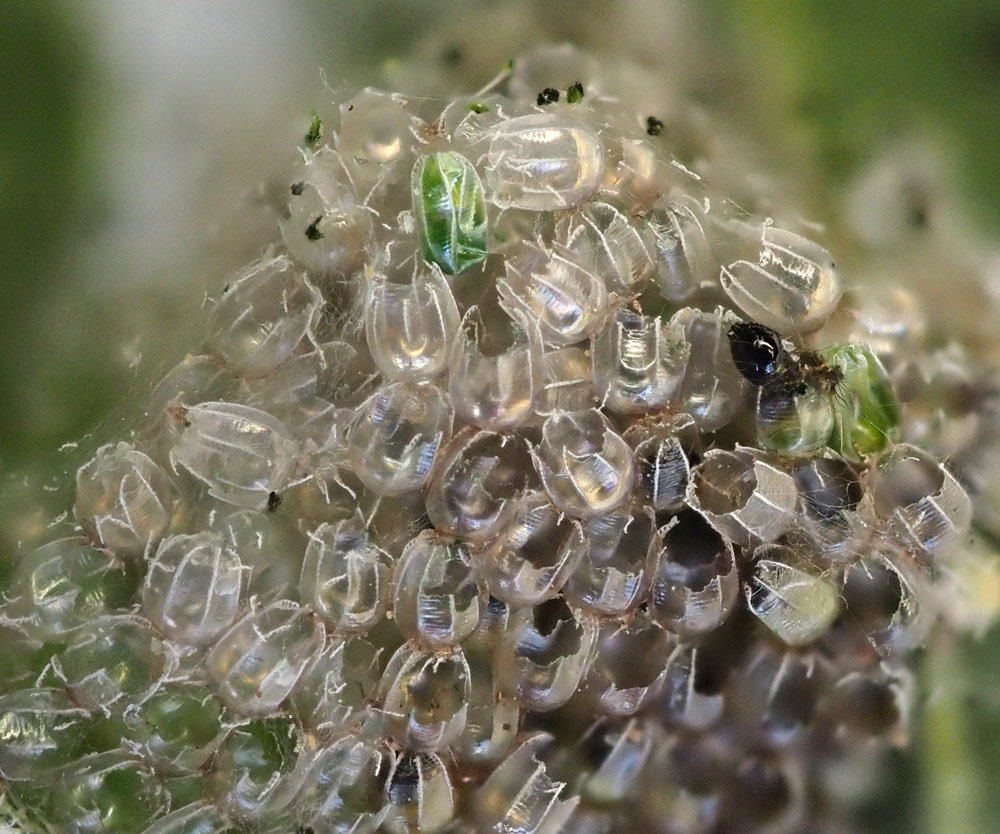 Eier und Raupenschlupf beim Tagpfauenauge Eier und Raupenschlupf beim Tagpfauenauge