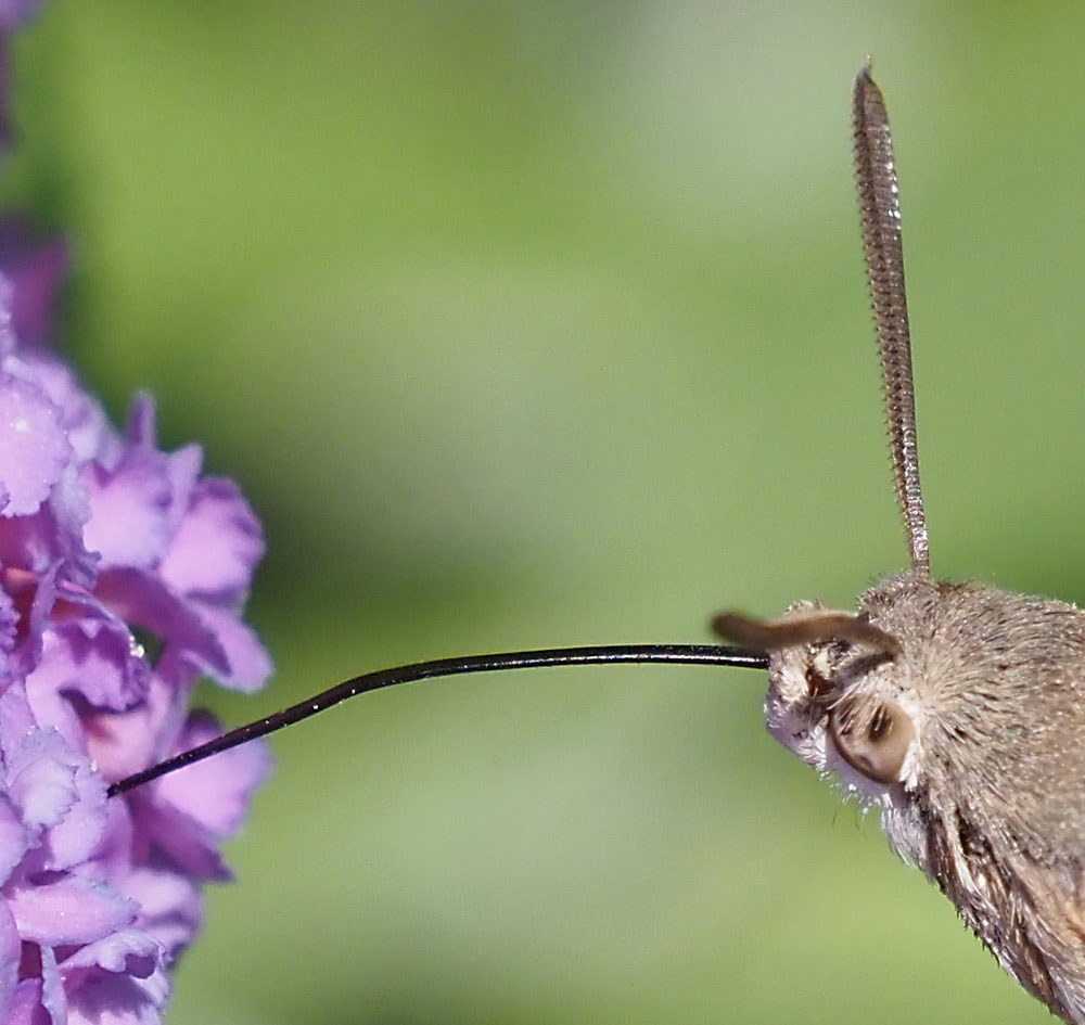 Taubenschwänzchen Saugrüssel Taubenschwänzchen Saugrüssel
