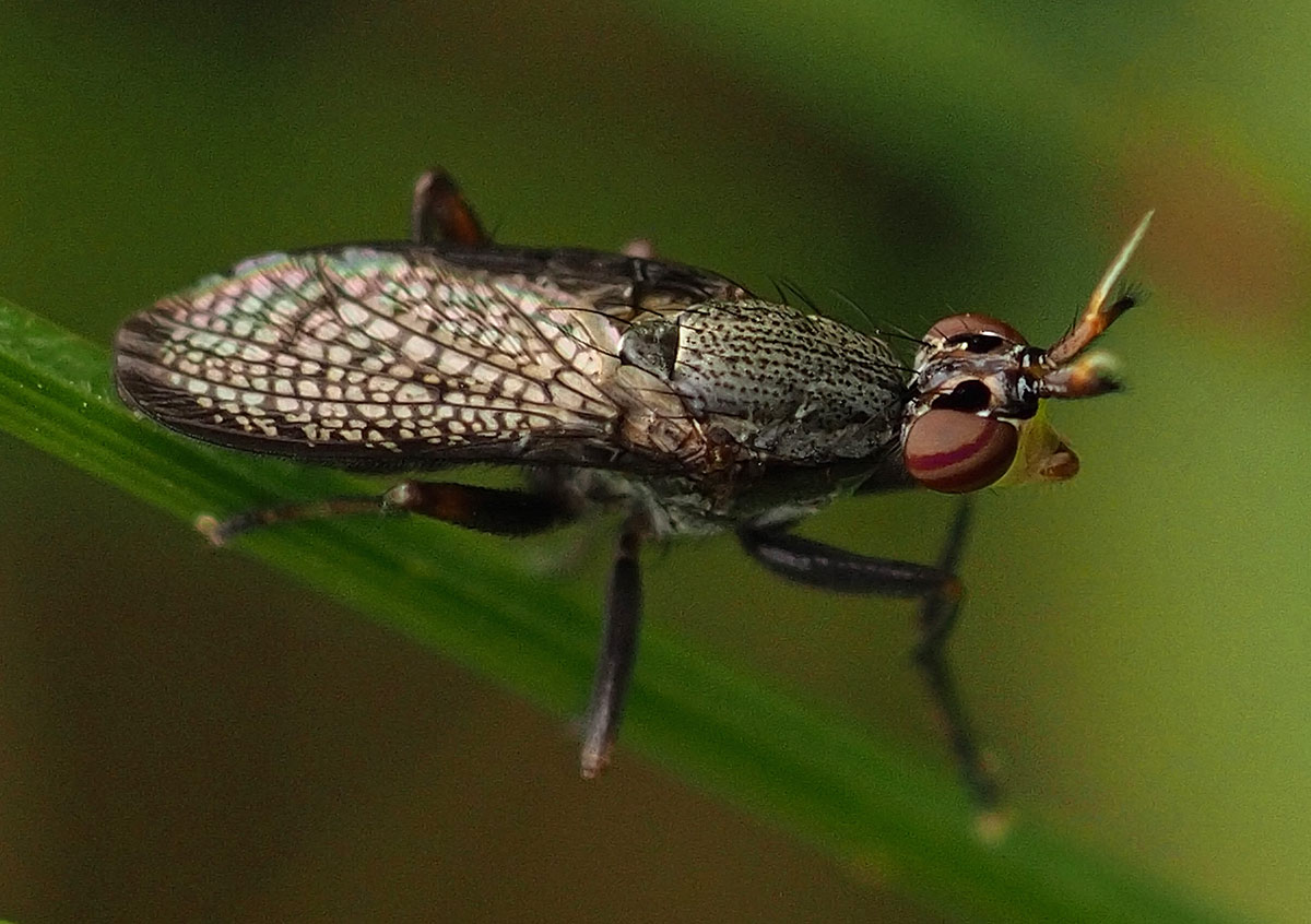 Melierte Schneckenfliege, Coremacera marginata