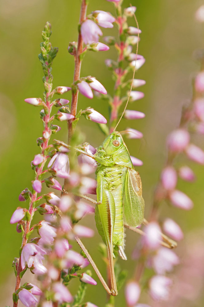 Zweifarbige Beißschrecke, Bicolorana bicolor