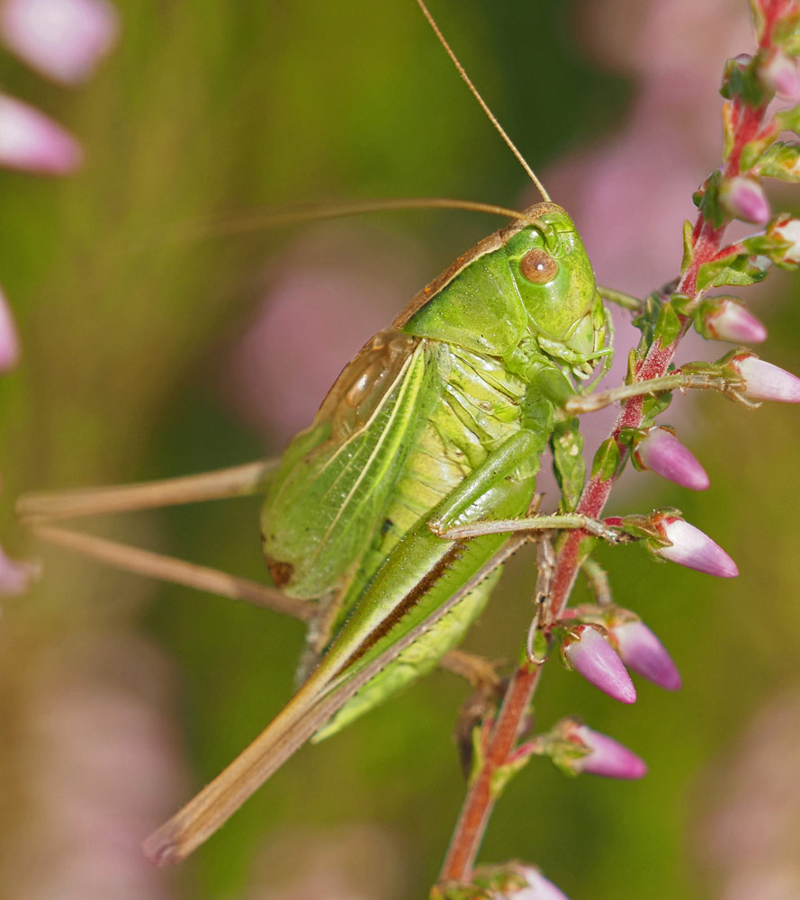 Zweifarbige Beißschrecke, Bicolorana bicolor