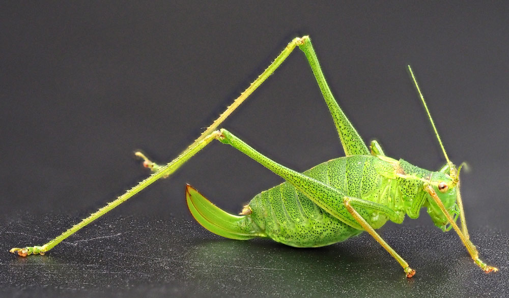 Punktierte Zartschrecke, Leptophyes punctatissima w