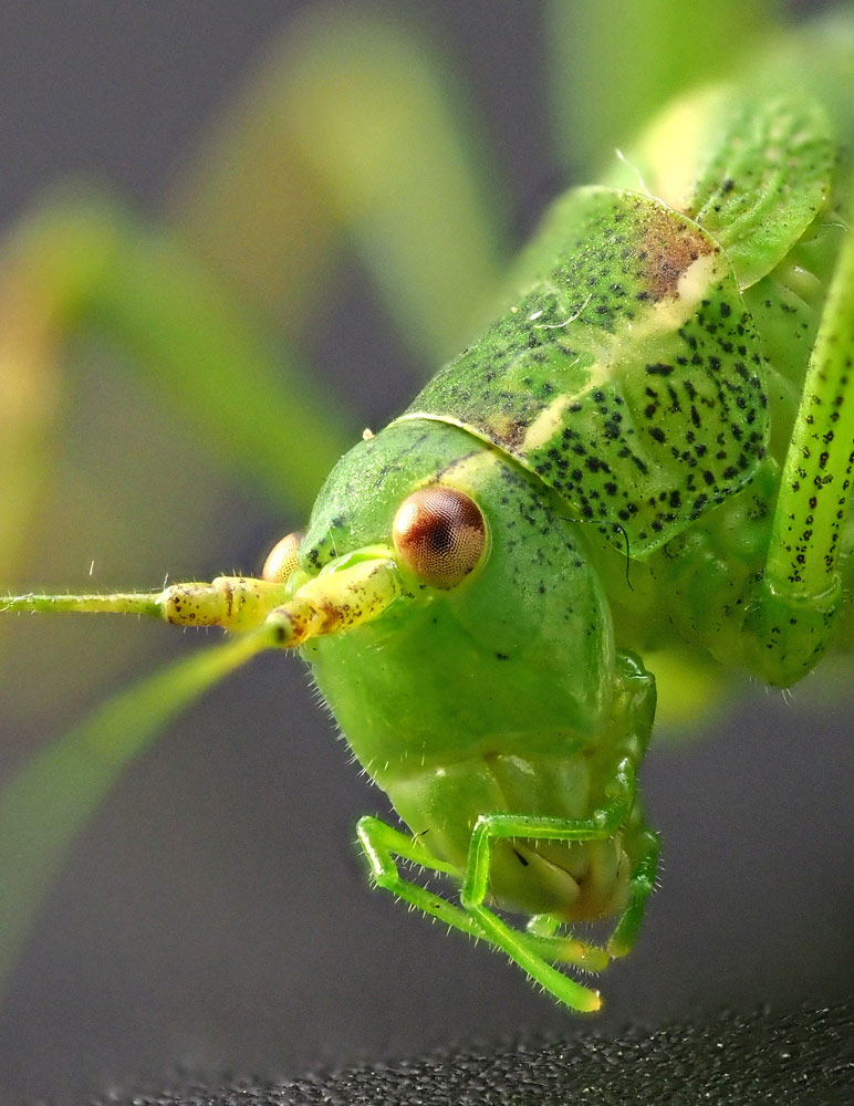 Punktierte Zartschrecke, Leptophyes punctatissima
