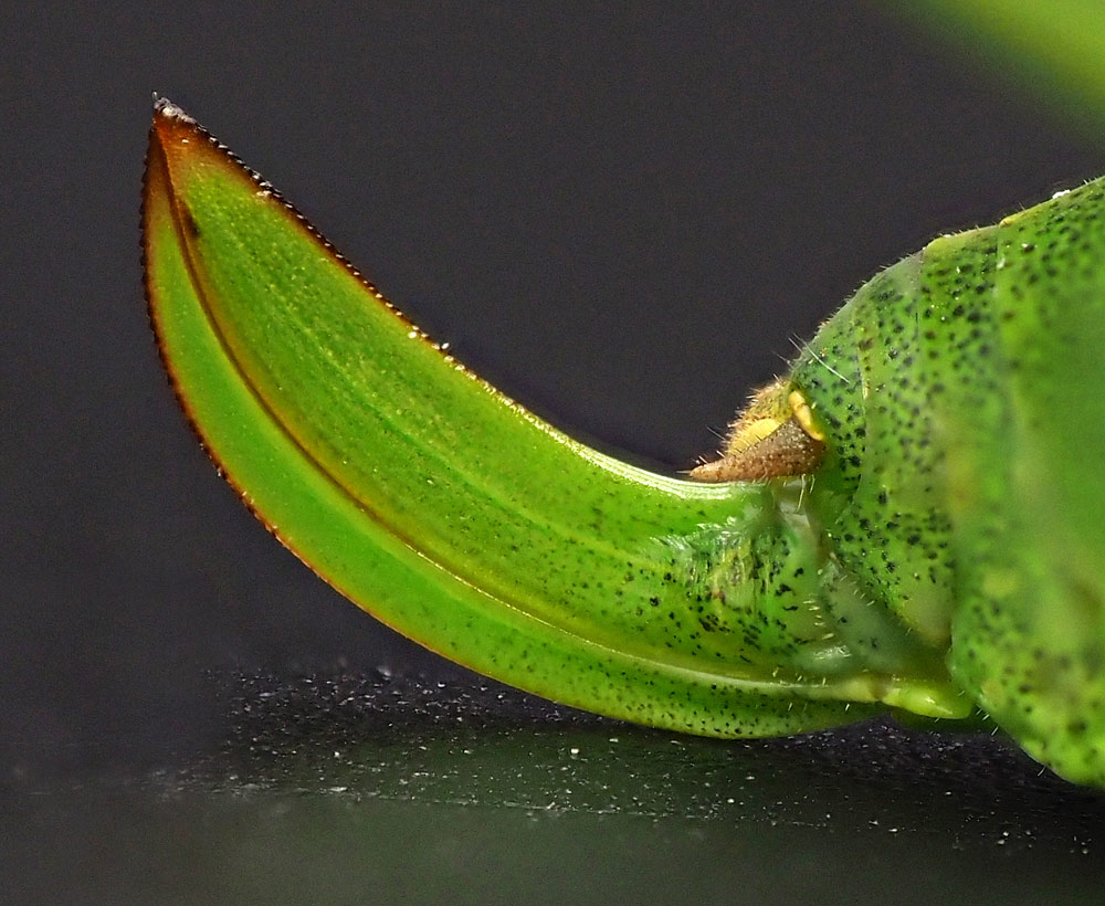 Punktierte Zartschrecke, Leptophyes punctatissima