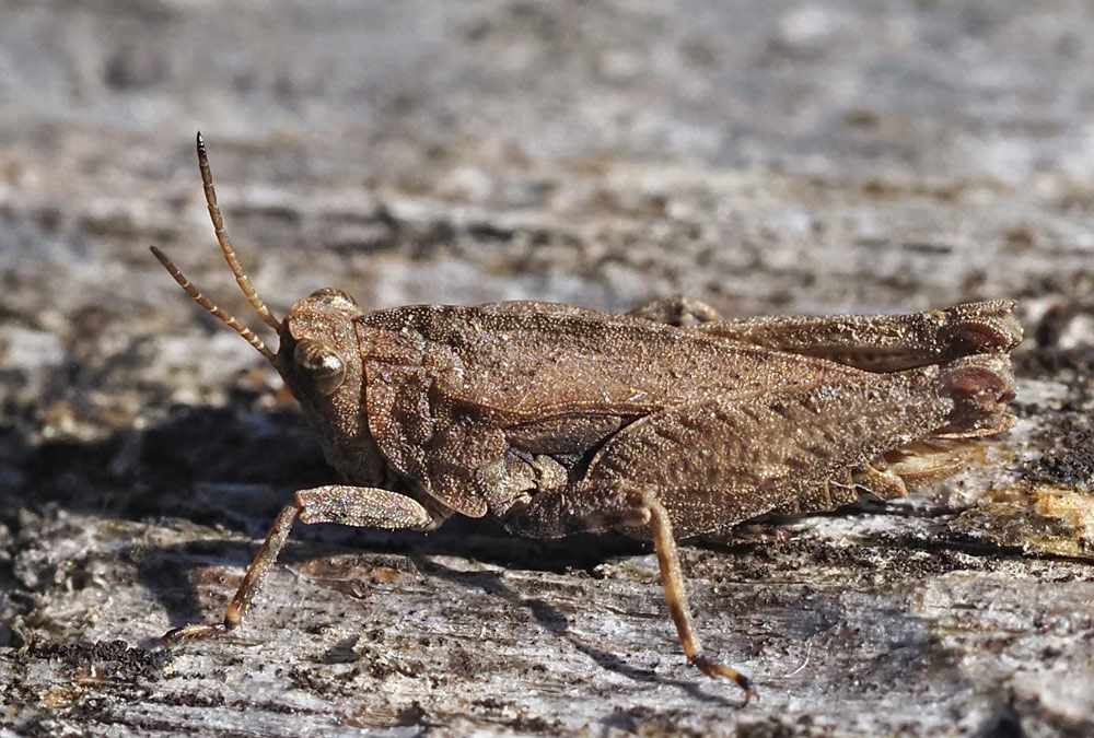 Gemeine Dornschrecke, Tetrix undulata