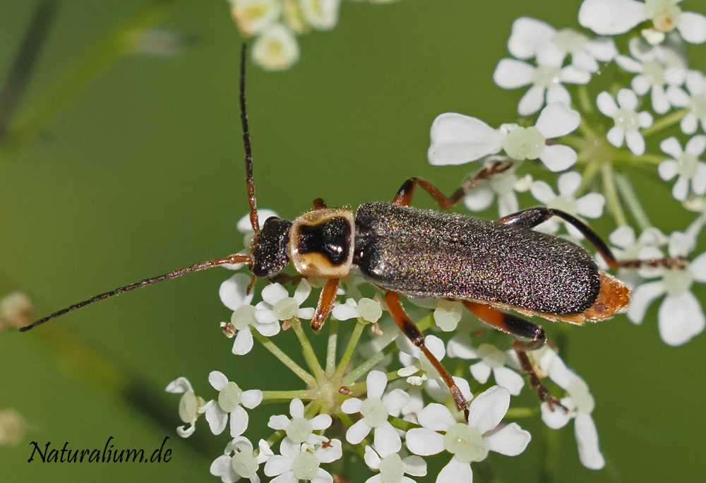 Graugelber Weichkäfer, Cantharis nigricans