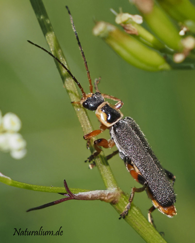 Graugelber Weichkäfer, Cantharis nigricans