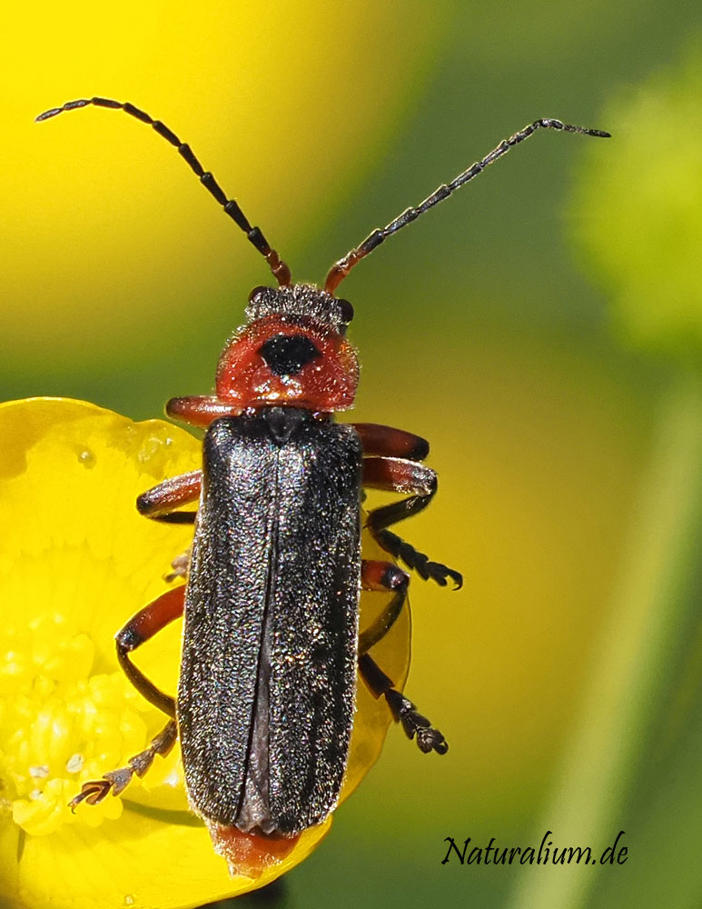 Schlichter Fliegenkäfer, Cantharis rustica