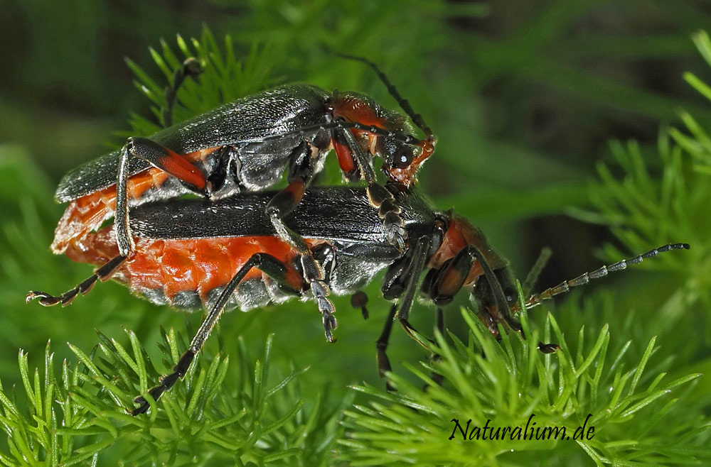 Schlichter Fliegenkäfer, Cantharis rustica