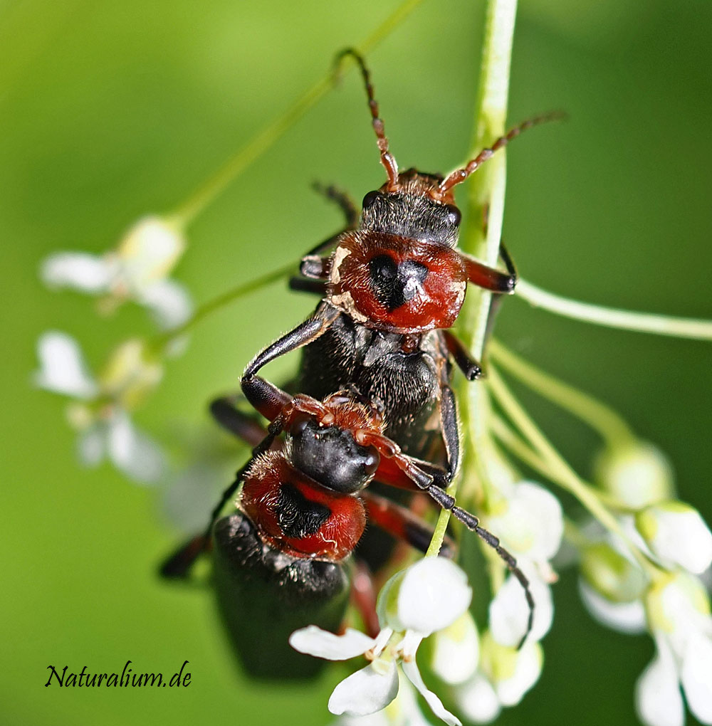Schlichter Fliegenkäfer, Cantharis rustica