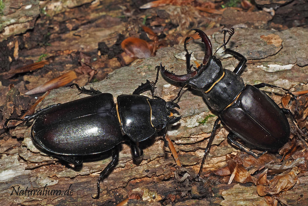 Hirschkäfer, Lucanus cervus Hirschkäfer, Lucanus cervus