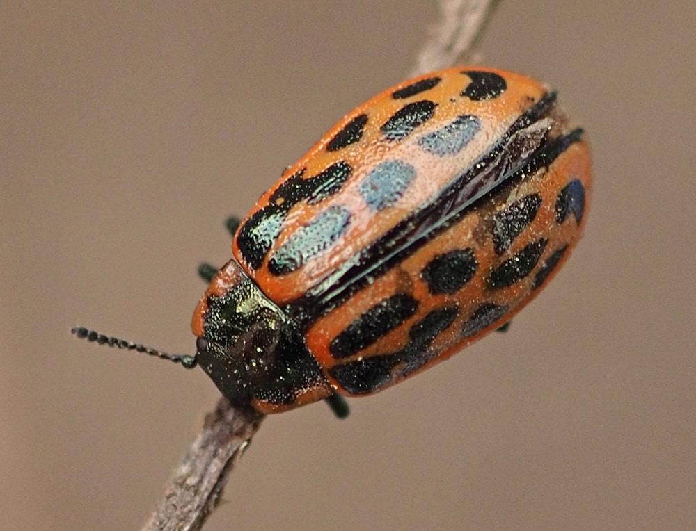 Gefleckter Weidenblattkäfer, Melasoma vigintipunctata
