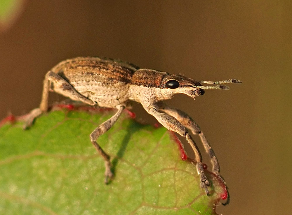 Großer Lupinen-Blattrandrüssler, Sitona gressorius
