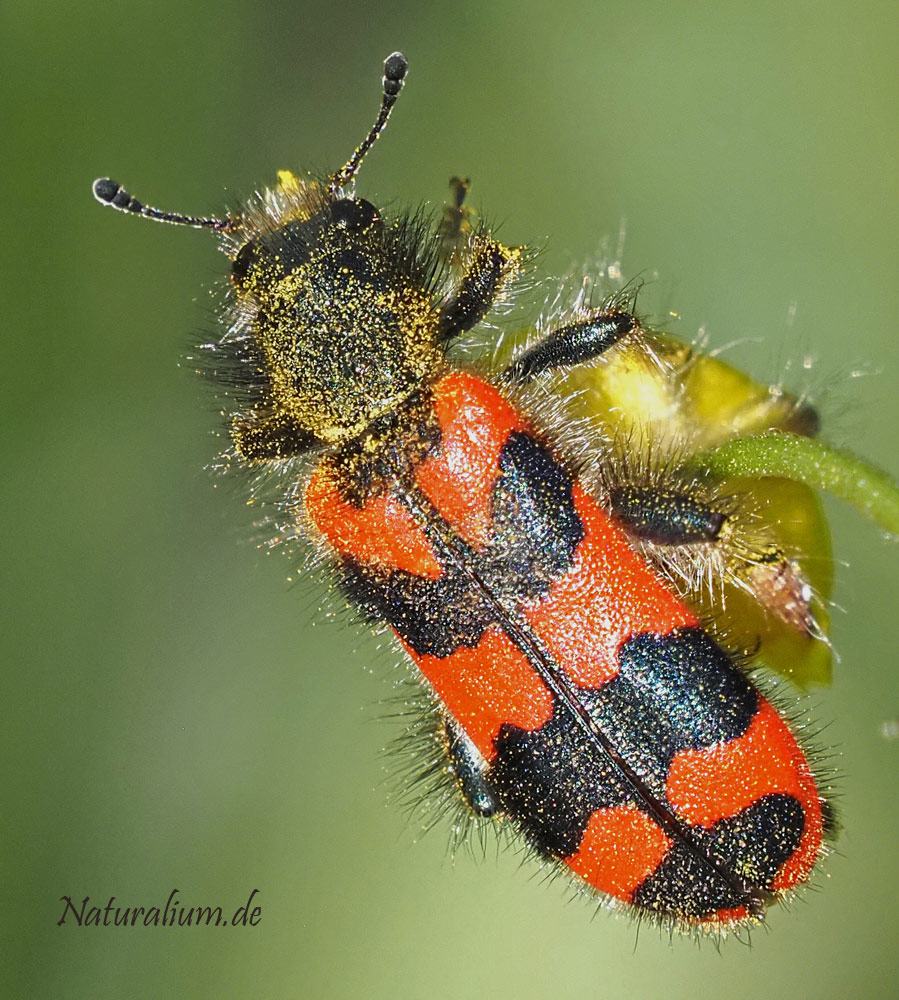 Zottiger Bienenkäfer, Trichodes alvearius