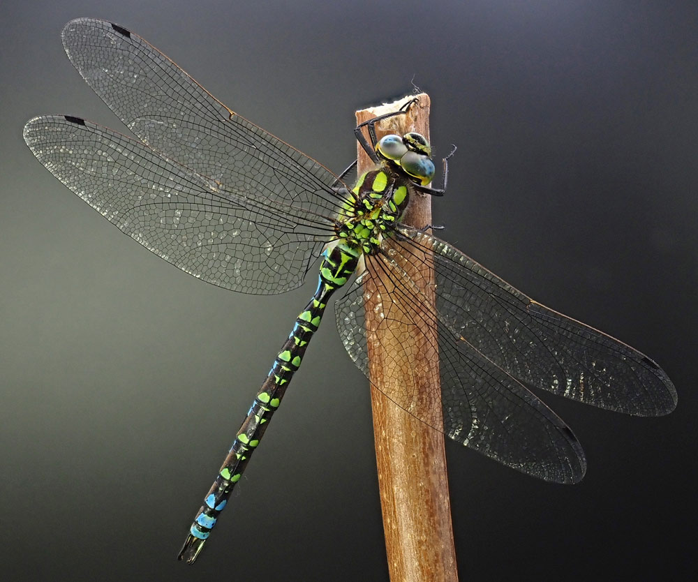 Blaugrüne Mosaikjungfer, Aeshna cyanea