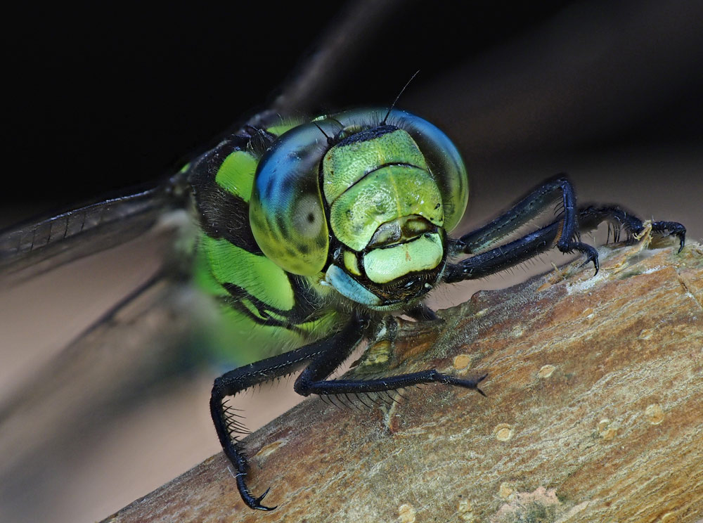 Blaugrüne Mosaikjungfer, Aeshna cyanea
