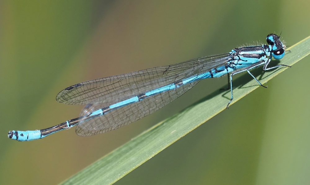 Hufeisen-Azurjungfer, Coenagrion puella